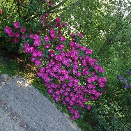 Сasa de vacaciones Oak-tree-cottage